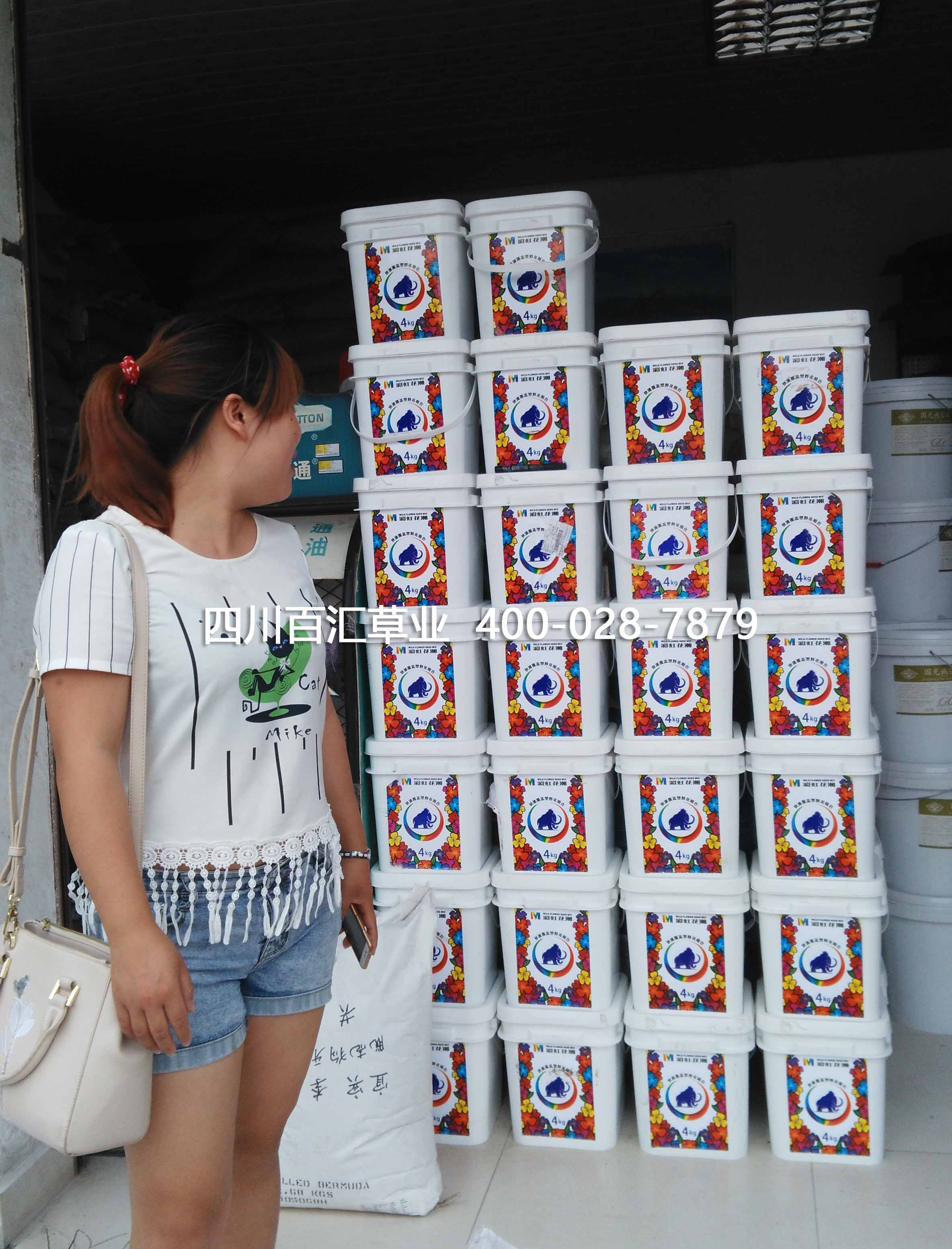 景觀花卉種子 景觀花卉種子